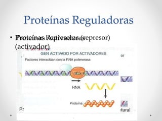 Proteínas Reguladoras
• Proteínas Represoras (represor)Proteínas Activadoras
(activador)
 