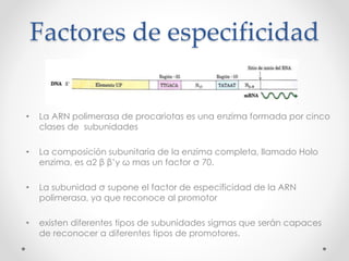 Factores de especificidad
• La ARN polimerasa de procariotas es una enzima formada por cinco
clases de subunidades
• La composición subunitaria de la enzima completa, llamado Holo
enzima, es α2 β β’y ω mas un factor σ 70.
• La subunidad σ supone el factor de especificidad de la ARN
polimerasa, ya que reconoce al promotor
• existen diferentes tipos de subunidades sigmas que serán capaces
de reconocer a diferentes tipos de promotores.
 
