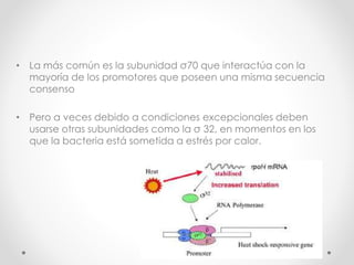 • La más común es la subunidad σ70 que interactúa con la
mayoría de los promotores que poseen una misma secuencia
consenso
• Pero a veces debido a condiciones excepcionales deben
usarse otras subunidades como la σ 32, en momentos en los
que la bacteria está sometida a estrés por calor.
 