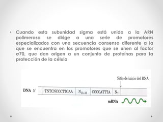 • Cuando esta subunidad sigma está unida a la ARN
polimerasa se dirige a una serie de promotores
especializados con una secuencia consenso diferente a la
que se encuentra en los promotores que se unen al factor
σ70, que dan origen a un conjunto de proteínas para la
protección de la célula
 