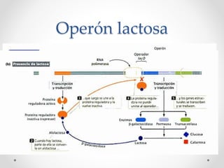 Operón lactosa
 