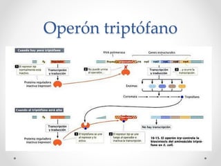 Operón triptófano
 