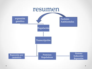 resumen
expresión
genética
Regulación
Transcripción
Sistema
Inducción-
Represión
Proteínas
Reguladoras
Represión por
catabólico
Factores
Ambientales
 