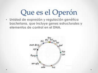 Que es el Operón
• Unidad de expresión y regulación genética
bacteriana, que incluye genes estructurales y
elementos de control en el DNA.
 