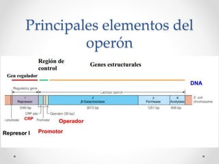 Principales elementos del
operón
• Los genes estructurales.
• El promotor (P).
• El operador (O).
• El gen regulador (i).
• Proteína reguladora.
 