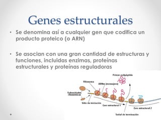 Genes estructurales
• Se denomina así a cualquier gen que codifica un
producto proteico (o ARN)
• Se asocian con una gran cantidad de estructuras y
funciones, incluidas enzimas, proteínas
estructurales y proteínas reguladoras
 