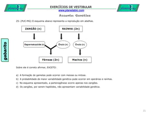 Assunto: Genética
EXERCÍCIOS DE VESTIBULAR
www.planetabio.com
25- (PUC-MG) O esquema abaixo representa a reprodução em abelhas.
Sobre ele é correto afirmar, EXCETO:
a) A formação de gametas pode ocorrer com meiose ou mitose.
b) A probabilidade de maior variabilidade genética pode ocorrer em operárias e rainhas.
c) No esquema apresentado, a partenogênese ocorre apenas nos zangões.
d) Os zangões, por serem haplóides, não apresentam variabilidade genética.
21
gabarito
 