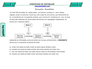 Assunto: Genética
EXERCÍCIOS DE VESTIBULAR
www.planetabio.com
10- (PUC-MG) Os bulbos da cebola podem ser brancos, amarelos ou roxos. Nesses
vegetais, existe um precursor incolor que, sob a ação de uma enzima, que chamaremos de
E1, se transforma em um pigmento amarelo, que a enzima E2 transforma em roxo. As duas
enzimas são codificadas por genes alelos dominantes com segregação independente, de
acordo com o esquema abaixo.
Analisando as informações acima de acordo com os seus conhecimentos, é INCORRETO
afirmar que o cruzamento de plantas de bulbo:
a) incolor com planta de bulbo incolor só pode originar fenótipo incolor.
b) amarelo com planta de bulbo amarelo não produz plantas com bulbo roxo.
c) roxo com planta de bulbo roxo pode produzir todos os três fenótipos mencionados.
d) amarelo com planta de bulbo incolor não produz plantas com bulbo roxo.
7
gabarito
 