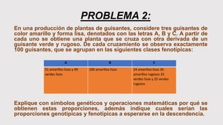 PROBLEMA 2:
En una producción de plantas de guisantes, considere tres guisantes de
color amarillo y forma lisa, denotados con las letras A, B y C. A partir de
cada uno se obtiene una planta que se cruza con otra derivada de un
guisante verde y rugoso. De cada cruzamiento se observa exactamente
100 guisantes, que se agrupan en las siguientes clases fenotípicas:
Explique con símbolos genéticos y operaciones matemáticas por qué se
obtienen estas proporciones, además indique cuales serían las
proporciones genotípicas y fenotípicas a esperarse en la descendencia.
A B C
51 amarillos lisos y 49
verdes lisos
100 amarillos lisos 24 amarillos lisos 26
amarillos rugosos 25
verdes lisos y 25 verdes
rugosos
 