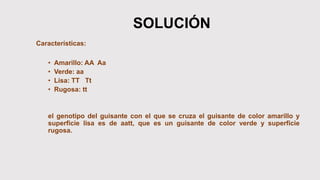 SOLUCIÓN
Características:
• Amarillo: AA Aa
• Verde: aa
• Lisa: TT Tt
• Rugosa: tt
el genotipo del guisante con el que se cruza el guisante de color amarillo y
superficie lisa es de aatt, que es un guisante de color verde y superficie
rugosa.
 