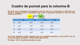 Cuadro de punnet para la columna B
Se sabe que el genotipo del guisante que nos dan en el ejercicio es aatt para ser
verde y rugoso, ahora el genotipo que tiene el guisante amarillo y liso de esta
columna es AATT.
Al cruzar semillas verdes rugosas aatt con semillas amarillas y lisas AATT nos da
como resultado, genotipo: 16/16 heterocigoto AaTt.
Fenotipo: 100 % semillas amarillas y lisas.
AATT aatt
at at at At
AT AaTt AaTt AaTt AaTt
AT AaTt AaTt AaTt AaTt
AT AaTt AaTt AaTt AaTt
AT AaTt AaTt AaTt AaTt
 