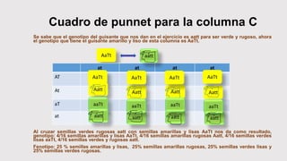 Cuadro de punnet para la columna C
Se sabe que el genotipo del guisante que nos dan en el ejercicio es aatt para ser verde y rugoso, ahora
el genotipo que tiene el guisante amarillo y liso de esta columna es AaTt.
Al cruzar semillas verdes rugosas aatt con semillas amarillas y lisas AaTt nos da como resultado,
genotipo: 4/16 semillas amarillas y lisas AaTt, 4/16 semillas amarillas rugosas Aatt, 4/16 semillas verdes
lisas aaTt, 4/16 semillas verdes y rugosas aatt.
Fenotipo: 25 % semillas amarillas y lisas, 25% semillas amarillas rugosas, 25% semillas verdes lisas y
25% semillas verdes rugosas.
AaTt
at at at at
AT
At
aT
at
AaTt
Aatt
Aatt
AaTt
Aatt
AaTt
Aatt
AaTt
aatt
aaTt
aatt
aaTt
aatt
aaTtaaTt
aatt
aatt
 