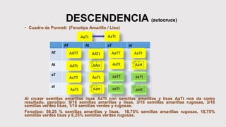 DESCENDENCIA (autocruce)
• Cuadro de Punnett (Fenotipo Amarillo / Liso)
Al cruzar semillas amarillas lisas AaTt con semillas amarillas y lisas AaTt nos da como
resultado, genotipo: 9/16 semillas amarillas y lisas, 3/16 semillas amarillas rugosas, 3/16
semillas verdes lisas, 1/16 semillas verdes y rugosas.
Fenotipo: 56,25 % semillas amarillas y lisas, 18,75% semillas amarillas rugosas, 18,75%
semillas verdes lisas y 6,25% semillas verdes rugosas.
AaTt AaTt
AT At aT at
AT
At
aT
at
AATT
AATt
AATt AaTT
AaTT
AaTt
AaTt
AAtt
AaTt
AattAaTt
Aatt
aaTT aaTt
aaTt aatt
 