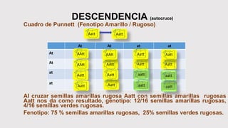 DESCENDENCIA (autocruce)
Cuadro de Punnett (Fenotipo Amarillo / Rugoso)
Al cruzar semillas amarillas rugosa Aatt con semillas amarillas rugosas
Aatt nos da como resultado, genotipo: 12/16 semillas amarillas rugosas,
4/16 semillas verdes rugosas.
Fenotipo: 75 % semillas amarillas rugosas, 25% semillas verdes rugosas.
Aatt Aatt
At At at at
At
At
at
at
AAtt
AAtt
AAtt
AAtt
Aatt
AattAatt
AattAatt
Aatt Aatt
Aatt aatt
aatt aatt
aatt
 