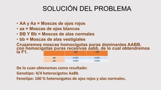 SOLUCIÓN DEL PROBLEMA
• AA y Aa = Moscas de ojos rojos
• aa = Moscas de ojos blancos
• BB Y Bb = Moscas de alas normales
• bb = Moscas de alas vestigiales
Cruzaremos moscas homocigotas puras dominantes AABB,
con homocigotas puras recesivas aabb, de lo cual obtendremos
la F1.
De lo cuan obtenemos como resultado:
Genotipo: 4/4 heterocigotos AaBb
Fenotipo: 100 % heterocigotos de ojos rojos y alas normales.
AB AB
ab AaBb AaBb
ab AaBb AaBb
 