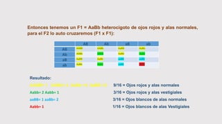 Entonces tenemos un F1 = AaBb heterocigoto de ojos rojos y alas normales,
para el F2 lo auto cruzaremos (F1 x F1):
AB Ab aB ab
AB AABB AABb AaBB AaBb
Ab AABb AAbb AaBb Aabb
aB AaBB AaBb aaBB aaBb
ab AaBb Aabb aaBb aabb
Resultado:
AABB= 1 AABb= 2 AaBb =4 AaBB =2 9/16 = Ojos rojos y alas normales
Aabb= 2 Aabb= 1 3/16 = Ojos rojos y alas vestigiales
aaBB= 1 aaBb= 2 3/16 = Ojos blancos de alas normales
Aabb= 1 1/16 = Ojos blancos de alas Vestigiales
 