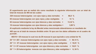 El experimento que se realizó dio como resultado la siguiente información con un total de
total de moscas de 465 de las cuales:
320 moscas heterocigotas con ojos rojos y alas normales = 68,8 %
65 moscas heterocigotas con ojos rojos y alas vestigiales = 14 %
62 moscas heterocigotas con ojos blancos y alas normales = 13,32 %
18 moscas heterocigotas con ojos blancos y alas vestigiales = 3,88 %
Al explicarlo mediante la ley de Mendel antes mencionada obtendríamos un resultado de:
465 que es el total de moscas dividido entre 16 que son los datos utilizados en el cuadro de
punnett .
465/16 = 29 moscas lo cual nos da 29 moscas lo que equivale a una unidad de 16.
29 * 9 = 261 moscas heterocigotas con ojos rojos y alas normales = 56,14 %
29 * 3 = 87 moscas heterocigotas con ojos rojos y alas vestigiales = 18,81 %
29 * 3 = 87 moscas heterocigotas con ojos blancos y alas normales = 18,81 %
29 * 1 = 29 heterocigotas moscas con ojos blancos y alas vestigiales = 6, 24 %
 