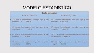 MODELO ESTADISTICO
Cuadro comparativo
Resulados obtenidos Resultados esperados
• 320 moscas heterocigotas con ojos rojos y alas
normales = 68,8 %
 261 moscas heterocigotas con ojos rojos y alas
normales = 56,14 %
• 65 moscas heterocigotas con ojos rojos y alas
vestigiales = 14 %
• 87 moscas heterocigotas con ojos rojos y alas
vestigiales = 18,81 %
• 62 moscas heterocigotas con ojos blancos y alas
normales = 13,32 %
• 29 * 3 = 87 moscas heterocigotas con ojos blancos y
alas normales = 18,81 %
• 18 moscas heterocigotas con ojos blancos y alas
vestigiales = 3,88 %
• 29 heterocigotas moscas con ojos blancos y alas
vestigiales = 6, 24 %
 