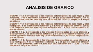 ANALISIS DE GRAFICO
MORAN 1 y 2, Corresponde a las moscas heterocigotas de ojos rojos y alas
normales, 1 es el resultado obtenido, y 2 el que se esperaba obtener, con lo
cual podemos concluir que hay una variación del 12% con respecto a lo que
se obtuvo.
MORAV 1 Y 2, Corresponde a las moscas heterocigotas de ojos rojos y alas
vestigiales, 1 es el resultado obtenido, y 2 el que se esperaba obtener, con lo
cual podemos concluir que hay una variación de - 4,61% con respecto a lo
que se obtuvo.
MOBAN 1 Y 2, Corresponde a las moscas heterocigotas de ojos blancos y
alas normales, 1 es el resultado obtenido, y 2 el que se esperaba obtener, con
lo cual podemos concluir que hay una variación de – 5,49 % con respecto a lo
que se obtuvo.
MOBAV 1 Y 2, Corresponde a las moscas heterocigotas de ojos blancos y
alas vestigiales, 1 es el resultado obtenido, y 2 el que se esperaba obtener,
con lo cual podemos concluir que hay una variación de - 2,36 % con
respecto a lo que se obtuvo.
 