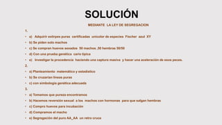 SOLUCIÓN
MEDIANTE LA LEY DE SEGREGACION
1.
• a) Adquirir extirpes puras certificadas unicolor de especies Fischer azul XY
• b) Se piden solo machos
• c) Se compran huevos sexados 50 machos ,50 hembras 50/50
• d) Con una prueba genética cario típica
• e) Investigar la procedencia haciendo una captura masiva y hacer una aceleración de esos peces.
2.
• a) Planteamiento matemático y estadístico
• b) Se cruzarían líneas puras
• c) con simbología genética adecuada
3.
• a) Tomamos que pureza encontramos
• b) Hacemos reversión sexual a los machos con hormonas para que salgan hembras
• c) Compro huevos para incubación
• d) Compramos el macho
• e) Segregación del puro AA_AA un retro cruce
 