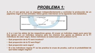 PROBLEMA 1:
A, B y C son genes que se segregan independientemente y controlan la producción de un
pigmento negro en los animales. Estos genes intervienen en la siguiente ruta metabólica.
a, b y c son los alelos de los respectivos genes. Al cruzar un individuo negro puro para los
tres genes con un individuo recesivo para los mismos tres genes se obtiene en la F1
indivíduos de color negro. Estos individuos se autocruzan para producir la F2.
• Qué proporción de la F2 será incolora?
• Qué proporción de la F2 será Roja?
• Qué proporción será negra?
• Si a los individuos negros F1 se les practica la cruza de prueba, cuál es la probabilidad de
que todos salgan negros?
 