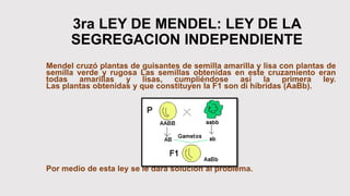 3ra LEY DE MENDEL: LEY DE LA
SEGREGACION INDEPENDIENTE
Mendel cruzó plantas de guisantes de semilla amarilla y lisa con plantas de
semilla verde y rugosa Las semillas obtenidas en este cruzamiento eran
todas amarillas y lisas, cumpliéndose así la primera ley.
Las plantas obtenidas y que constituyen la F1 son di híbridas (AaBb).
Por medio de esta ley se le dará solución al problema.
 