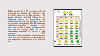 Estas plantas de la F1 se cruzan entre sí,
teniendo en cuenta los gametos que
formarán cada una de las plantas. Se
puede apreciar que los alelos de los
distintos genes se transmiten con
independencia unos de otros, ya que en
la segunda generación filial F2 aparecen
guisantes amarillos y rugosos y otros
que son verdes y lisos, combinaciones
que no se habían dado ni en la
generación parental (P), ni en la filial
primera (F1).
Asimismo, los resultados obtenidos para
cada uno de los caracteres considerados
por separado, responden a la segunda
ley.
 