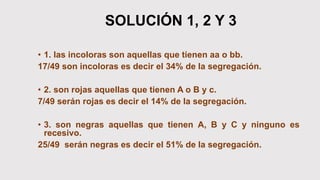 SOLUCIÓN 1, 2 Y 3
• 1. las incoloras son aquellas que tienen aa o bb.
17/49 son incoloras es decir el 34% de la segregación.
• 2. son rojas aquellas que tienen A o B y c.
7/49 serán rojas es decir el 14% de la segregación.
• 3. son negras aquellas que tienen A, B y C y ninguno es
recesivo.
25/49 serán negras es decir el 51% de la segregación.
 