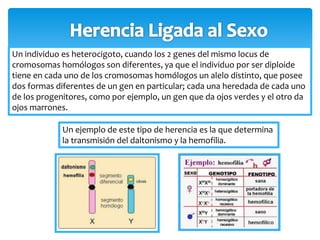 Un individuo es heterocigoto, cuando los 2 genes del mismo locus de 
cromosomas homólogos son diferentes, ya que el individuo por ser diploide 
tiene en cada uno de los cromosomas homólogos un alelo distinto, que posee 
dos formas diferentes de un gen en particular; cada una heredada de cada uno 
de los progenitores, como por ejemplo, un gen que da ojos verdes y el otro da 
ojos marrones. 
Un ejemplo de este tipo de herencia es la que determina 
la transmisión del daltonismo y la hemofilia. 
 