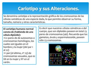 Se denomina cariotipo a la representación gráfica de los cromosomas de las 
células somáticas de una especie dada, lo que permite observar su forma, 
tamaño, número y otras características. 
El cariotipo humano normal 
consta de (hablando de una 
célula diploide): 
•22 pares de de autosomas o 
cromosomas homólogos, los 
cuales son iguales en el 
hombre y la mujer (del par 1 
al 22) 
•1 par (el último, nº 23) de 
cromosomas sexuales, que es 
XX en la mujer y XY en el 
varón. 
Es decir que nuestras células sómáticas o del 
cuerpo, que son diploides poseen en total 23 
pares de cromosomas (46). Recuerda que los 
gametos, óvulo y espermatozoide, poseen 
sólo 23 cromosomas. 
 
