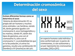 Existen diferentes formas como se 
determina el sexo: 
Sistema de determinación XY: es 
propio del ser humano y muchos 
otros animales. Las hembras, siendo 
XX, darán gametos iguales con 
cromosoma X, sexo homogamético y 
los machos, siendo XY, darán dos 
tipos de gametos, uno con el 
cromosoma X y otro con el 
cromosoma Y. La probabilidad de que 
en la fecundación, al unirse los 
gametos, resulte una combinación XX 
(hembra) o XY (macho) es del 50%. 
en especie humana cada individuo 
esta conformado por 23 pares de 
cromosomas, 22 son autosomas y 
un par representa los cromosomas 
sexuales, (XX) o (XY). 
 