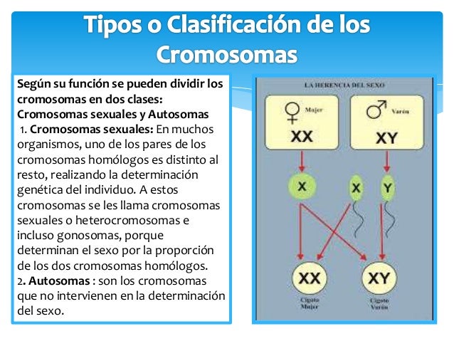 Cromosomas