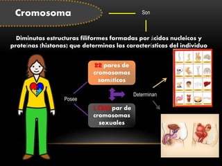 Cromosoma 
Diminutas estructuras filiformes formadas por ácidos nucleicos y proteínas (histonas) que determinas las características del individuo 
Son 
Posee 22 pares de cromosomas somáticos 
1 (23) par de cromosomas sexuales 
Determinan  