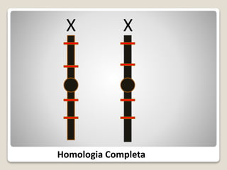 X X
Homologia Completa
 