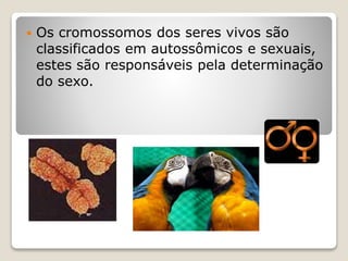  Os cromossomos dos seres vivos são
classificados em autossômicos e sexuais,
estes são responsáveis pela determinação
do sexo.
 