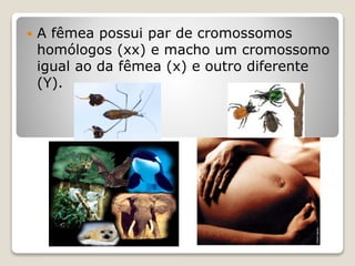  A fêmea possui par de cromossomos
homólogos (xx) e macho um cromossomo
igual ao da fêmea (x) e outro diferente
(Y).
 