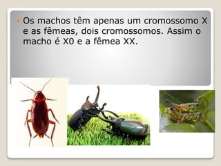 SistemaX0
 Os machos têm apenas um cromossomo X
e as fêmeas, dois cromossomos. Assim o
macho é X0 e a fêmea XX.
 