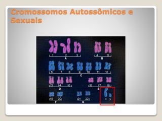 Cromossomos Autossômicos e
Sexuais
 