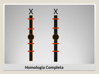 X X
Homologia Completa
 