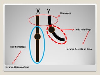 X Y Homóloga
Não homóloga
Herança Restrita ao Sexo
Herança Ligada ao Sexo
Não homóloga
 