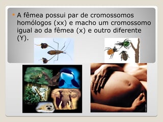  A fêmea possui par de cromossomos
homólogos (xx) e macho um cromossomo
igual ao da fêmea (x) e outro diferente
(Y).
 