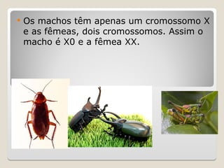 SistemaX0
 Os machos têm apenas um cromossomo X
e as fêmeas, dois cromossomos. Assim o
macho é X0 e a fêmea XX.
 