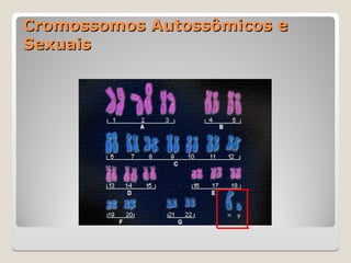 Cromossomos Autossômicos e
Cromossomos Autossômicos e
Sexuais
Sexuais
 