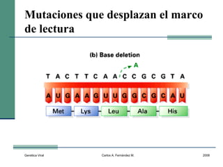 Genética Viral Carlos A. Fernández M. 2008
Mutaciones que desplazan el marco
de lectura
 