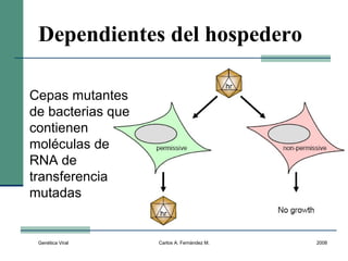 Genética Viral Carlos A. Fernández M. 2008
Dependientes del hospedero
Cepas mutantes
de bacterias que
contienen
moléculas de
RNA de
transferencia
mutadas
 