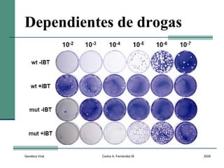 Genética Viral Carlos A. Fernández M. 2008
Dependientes de drogas
 