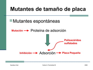 Genética Viral Carlos A. Fernández M. 2008
Mutantes de tamaño de placa
Mutantes espontáneas
Adsorción
Proteína de adsorción
Polisacáridos
sulfatados
Mutación
Inhibición Placa Pequeña
 