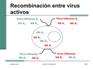 Genética Viral Carlos A. Fernández M. 2008
Recombinación entre virus
activos
Virus Influenza A0
Virus Influenza A1
HA A0 NA A0 HA A1 NA A1
HA A0
NA A0
HA A1
NA A1
Virus Influenza Virus Influenza
HA A0
NA A0HA A1NA A1
 