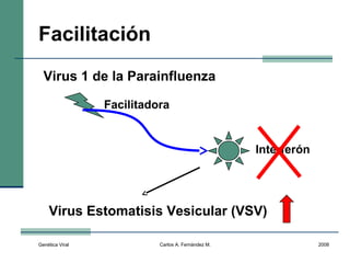Genética Viral Carlos A. Fernández M. 2008
Facilitación
Virus 1 de la Parainfluenza
Virus Estomatisis Vesicular (VSV)
Interferón
Facilitadora
 