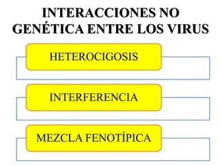 INTERACCIONES NO
GENÉTICA ENTRE LOS VIRUS
HETEROCIGOSIS
INTERFERENCIA
MEZCLA FENOTÍPICA
 